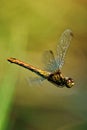 A dragonfly in flight.